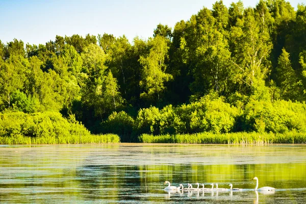 Kuğular Litvanya Kırsalında Nehirde Yüzerler — Stok fotoğraf