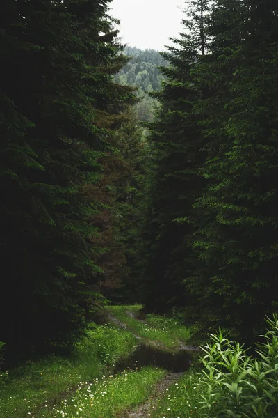 Forest Trail Scene Woodland Rocky Path Forest Fog Landscape Trees — Stock Fotó