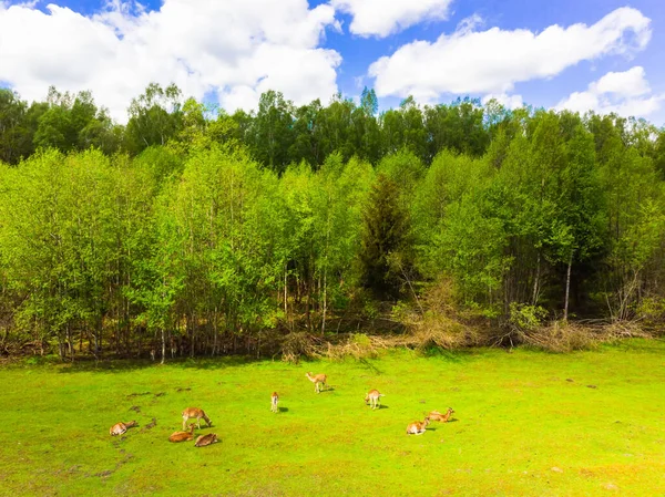 Aerial Static Scenic Landscape Forest View Deers Enjoying Grass Outdoors —  Fotos de Stock