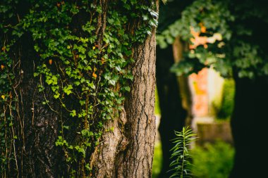 Forest in Kolkheti national park. Famous sightseeing destination in Georgia