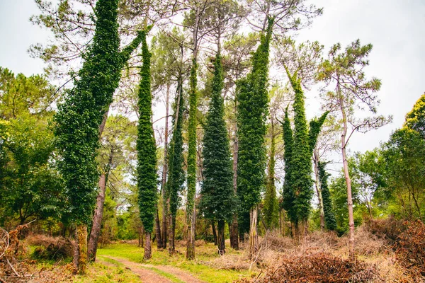 Scenic Trees Kolkheti National Park Famous Sightseeing Destination Georgia — 스톡 사진