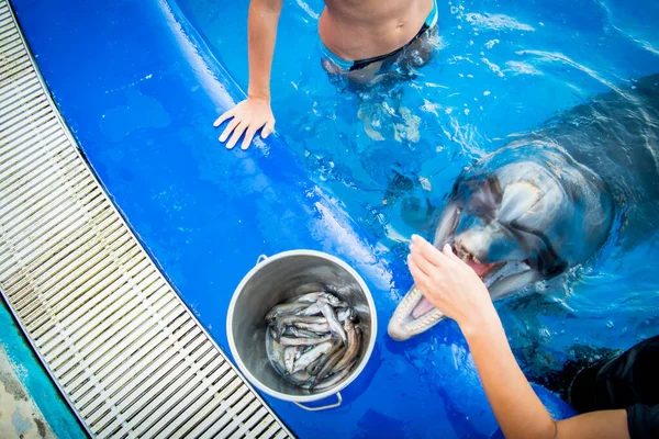 Top View Hands Feed Dolphin Fish Bucket Swimming Pool — Fotografia de Stock