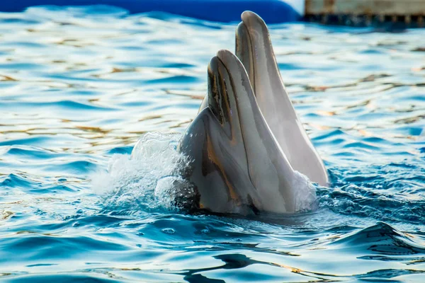 Two Dolphin Together Perform Show Together Heads Batumi Delphinium — Fotografia de Stock