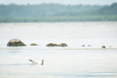 Birds catch fish in Paliastomi lake in Kolkheti national park