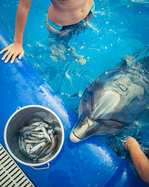 Top View Hands Feed Dolphin Fish Bucket Swimming Pool — Fotografia de Stock