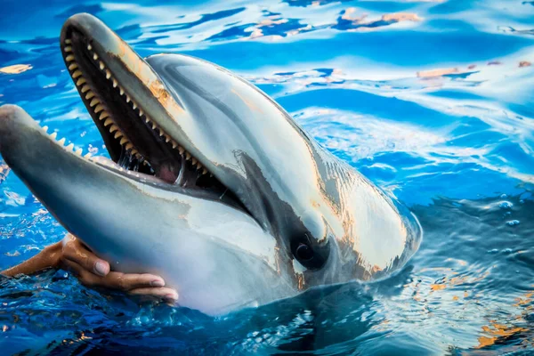 Dolphin Smile Water Scene Hand Throat — Fotografia de Stock