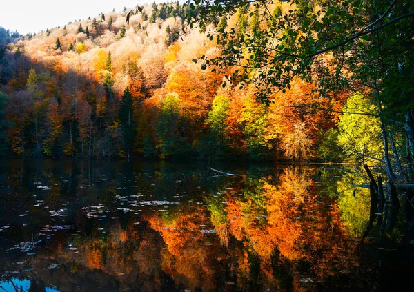 Luftaufnahme Bunte Baumstrukturen Herbst Freien Landschaftspanorama Reihen Von Fallenden Bäumen — Stockfoto