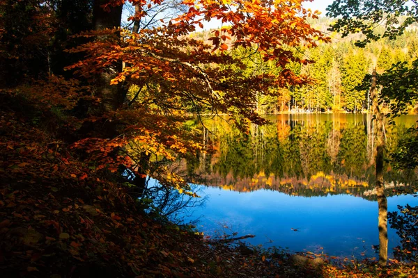 Luftaufnahme Bunte Baumstrukturen Herbst Freien Landschaftspanorama Reihen Von Fallenden Bäumen — Stockfoto