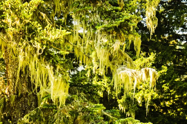 Tree Branches Affected Wild Tree Disease Summer Outdoors Wilderness Caucasus — Stock fotografie