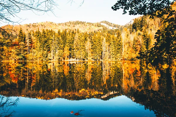 Autumn Forest Reflections Blue Lake Forest Fir Tree Reflections Lake — Stockfoto