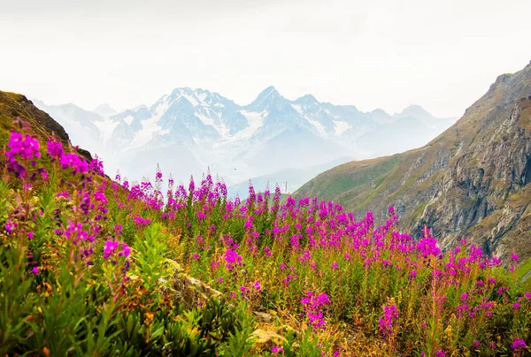 Tranquil Green Mountains Purple Flowers Hillside Snowy Peaks Background Wallpaper — стоковое фото