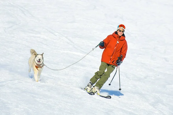 Gudauri Georgia 25Th March 2022 Man Skis Ski Downhill Husky — Stock Photo, Image