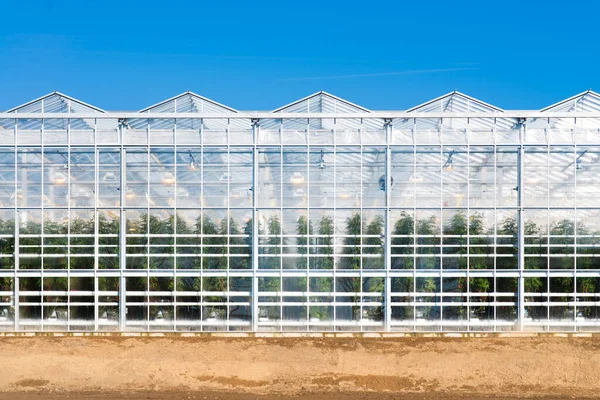 Agriculture tomato greenhouse from outside. Tomato growing — стоковое фото