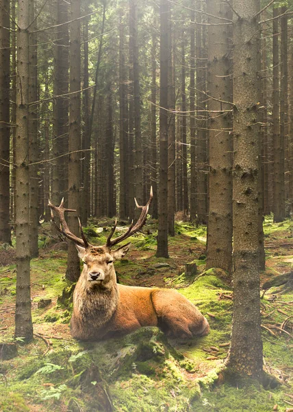 Ruhender Hirsch auf grünem Moos im nebligen Wald — Stockfoto