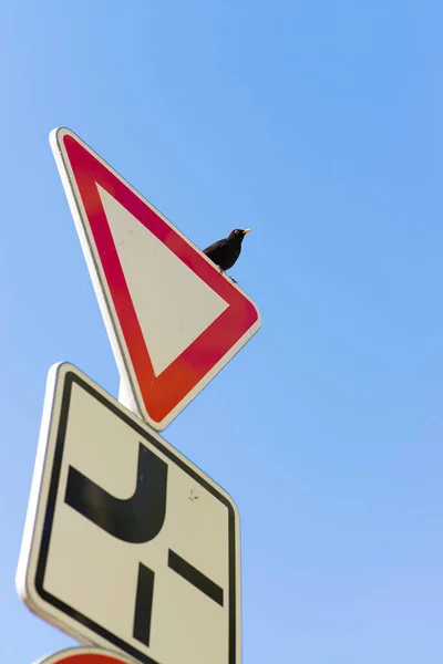 Kos sedící na dopravní značce proti jasně modré obloze. Vzdejte se nebo povolte. — Stock fotografie