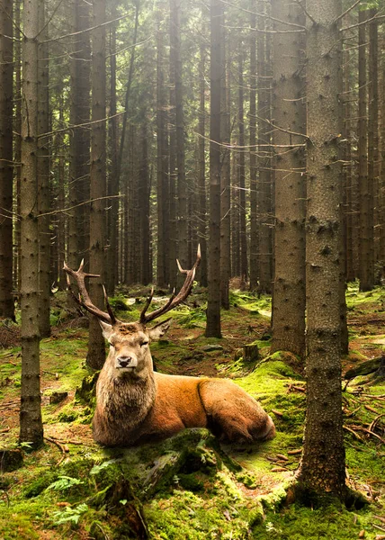 Cerf reposant sur la mousse verte dans la forêt Images De Stock Libres De Droits