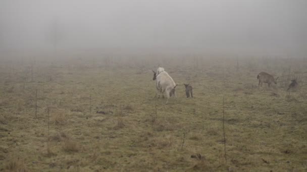 Боротьба козлів у туманний день. Маленькі кози стрибають навколо — стокове відео