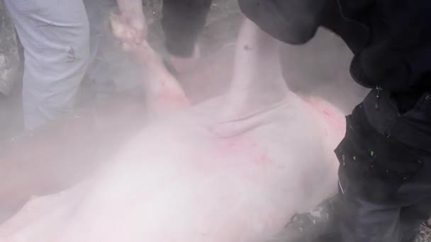 Παραδοσιακή σφαγή χοίρων στην Τσεχική Δημοκρατία. Καθαρίζεται χοίρος. — Αρχείο Βίντεο