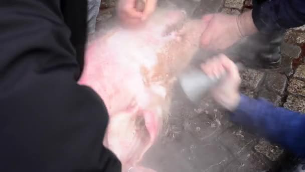 Traditionelle Schweineschlachtung in der Tschechischen Republik. Schwein wird geputzt. — Stockvideo