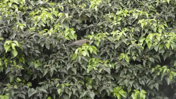 Starling birds in bush eating berries. Zavřít sledování ptáků. — Stock video
