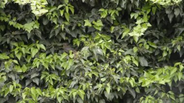 Çalılıklarda böğürtlen yiyen bir çift Starling kuşu. Kuş İzlemeyi Kapat.