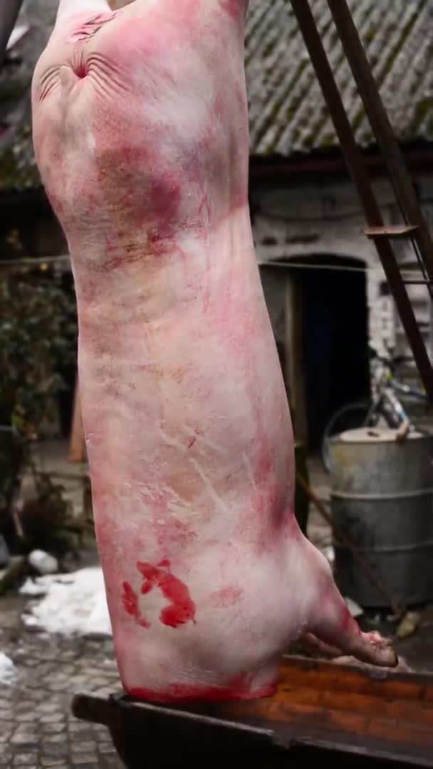 Traditionele varkenslachting in Tsjechië. Varken hangend ondersteboven. — Stockvideo