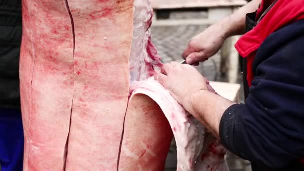 Abate de porcos na República Checa. Carne de porco com gordura e pele está sendo cortada — Vídeo de Stock