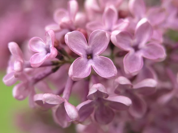 Pink lilac — Stock Photo, Image