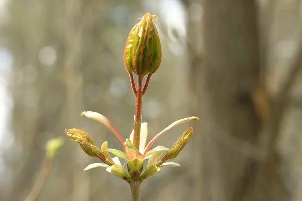 Sprout bud maple — Stock Photo, Image