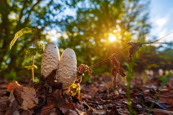 Коприн Коматный Гриб Осеннем Лесу — стоковое фото