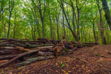 Yeşil bir ormanda kesilmiş ağaçlar.