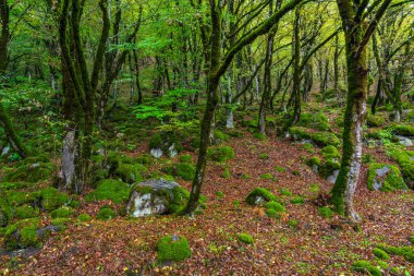 Yeşil mistik ormandaki yosunlu ağaçlar