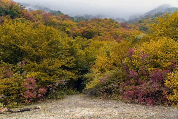 Nevoeiro Sobre Floresta Outono Montanha — Fotografia de Stock