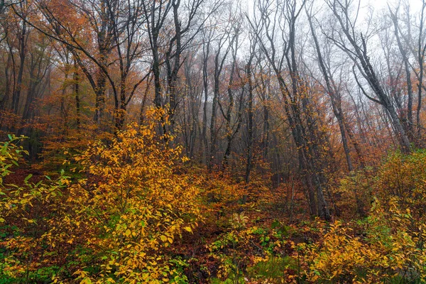 Belle Forêt Automne Jaune — Photo