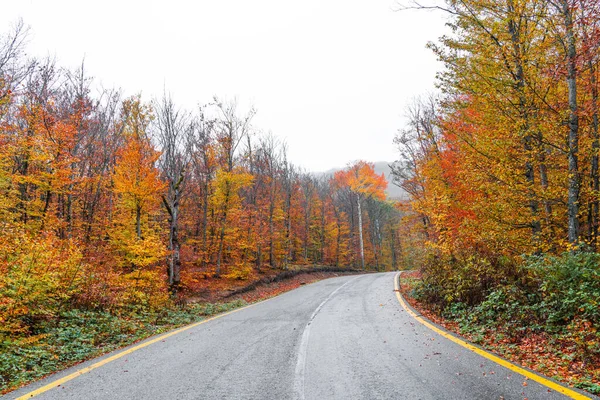 Asfaltová Cesta Procházející Barevným Podzimním Lesem — Stock fotografie
