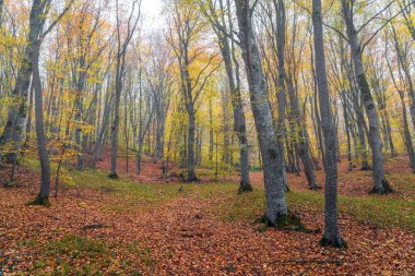 Gizemli sonbahar sisli ormanı