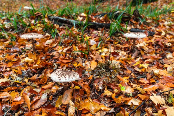 Kudłaty Parasol Grzyb Lesie Rhakody Chlorofilowe — Zdjęcie stockowe