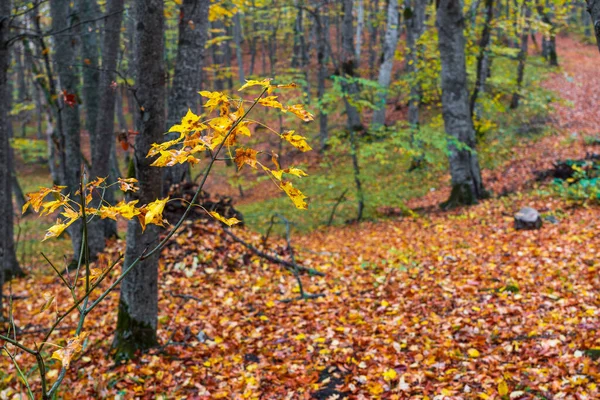 Žluté Podzimní Listy Větvi — Stock fotografie