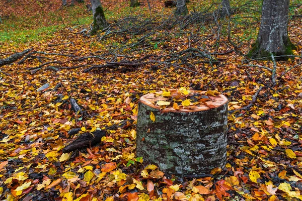 Folhas Outono Amarelas Toco Árvore — Fotografia de Stock