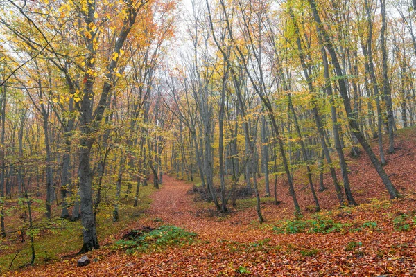 Mysterieuze Herfst Nat Bos — Stockfoto