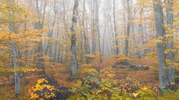 Таинственный Осенний Туманный Лес — стоковое фото