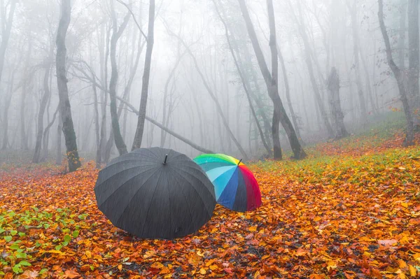 Sonbahar Ormanında Kuru Yaprakların Üzerine Iki Şemsiye — Stok fotoğraf