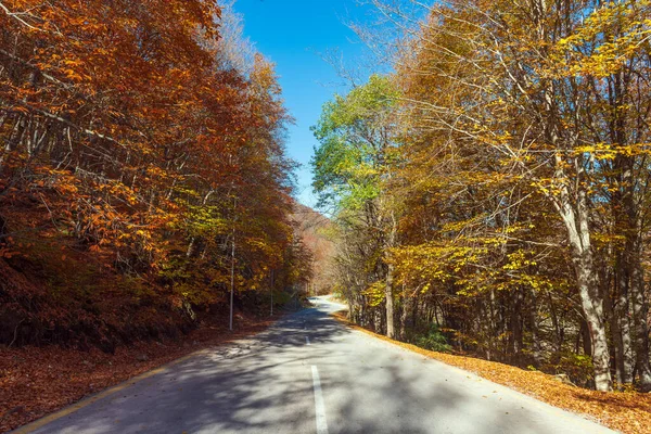 Asfaltová Cesta Mezi Podzimními Stromy — Stock fotografie