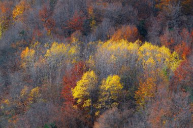 Dağdaki renkli sonbahar ağaçları.
