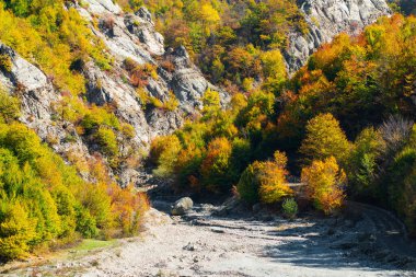 Dağdaki renkli sonbahar ağaçları.