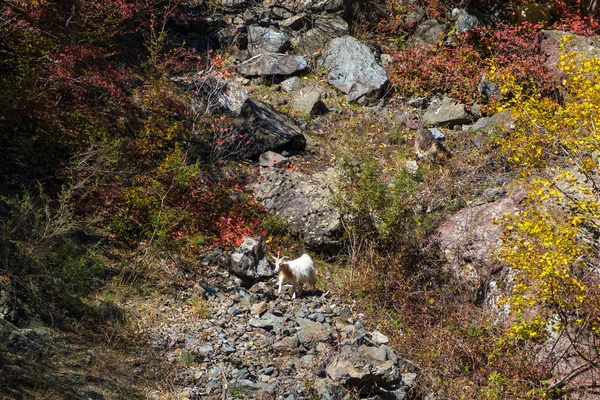 Chèvres Montagne Sauvages Sur Pente — Photo