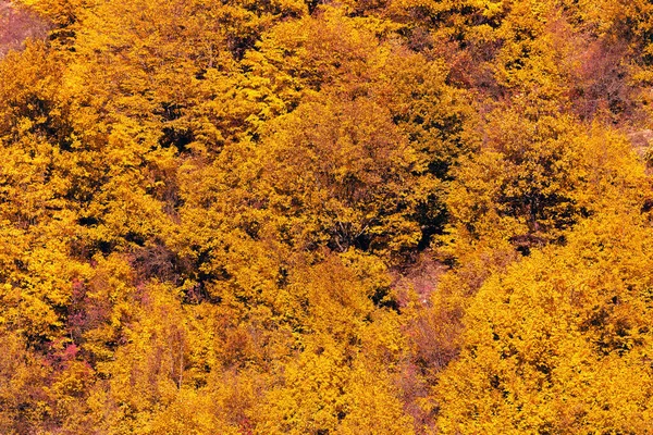 Barevné Podzimní Stromy Horském Svahu — Stock fotografie