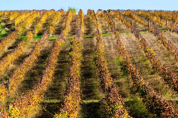 Vineyards in the fall season