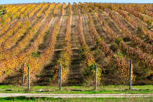 Виноградники Осенью — стоковое фото