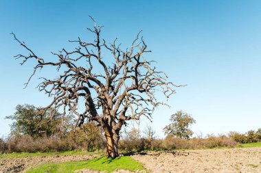 Dalları olan çıplak meşe ağacı.